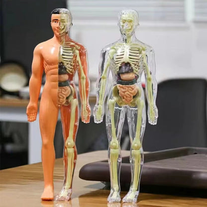 BodyQuest® - Model edukacyjny ludzkiego ciała dla dzieci