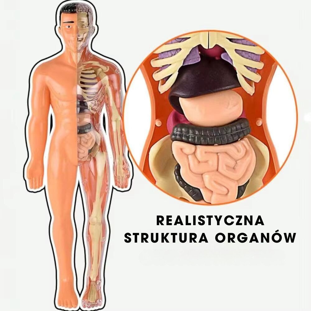BodyQuest® - Model edukacyjny ludzkiego ciała dla dzieci