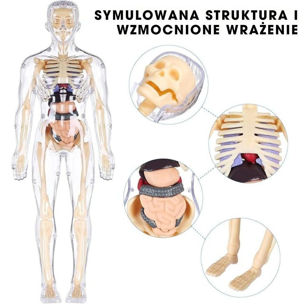 BodyQuest® - Model edukacyjny ludzkiego ciała dla dzieci