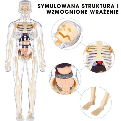 BodyQuest® - Model edukacyjny ludzkiego ciała dla dzieci