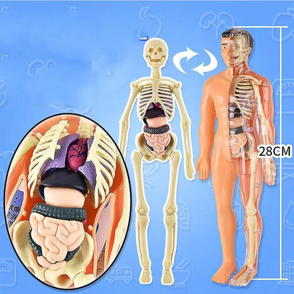 BodyQuest® - Model edukacyjny ludzkiego ciała dla dzieci