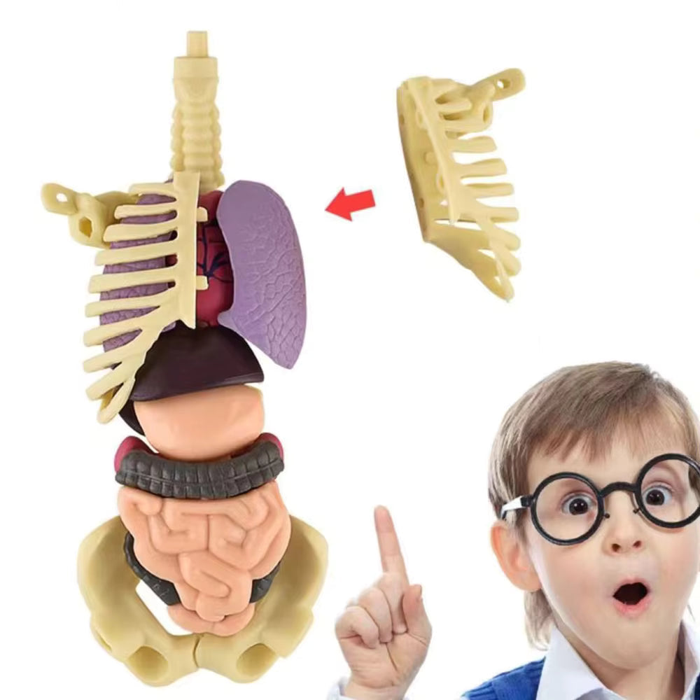 BodyQuest® - Model edukacyjny ludzkiego ciała dla dzieci