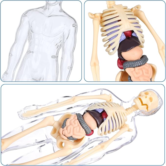 BodyQuest® - Model edukacyjny ludzkiego ciała dla dzieci