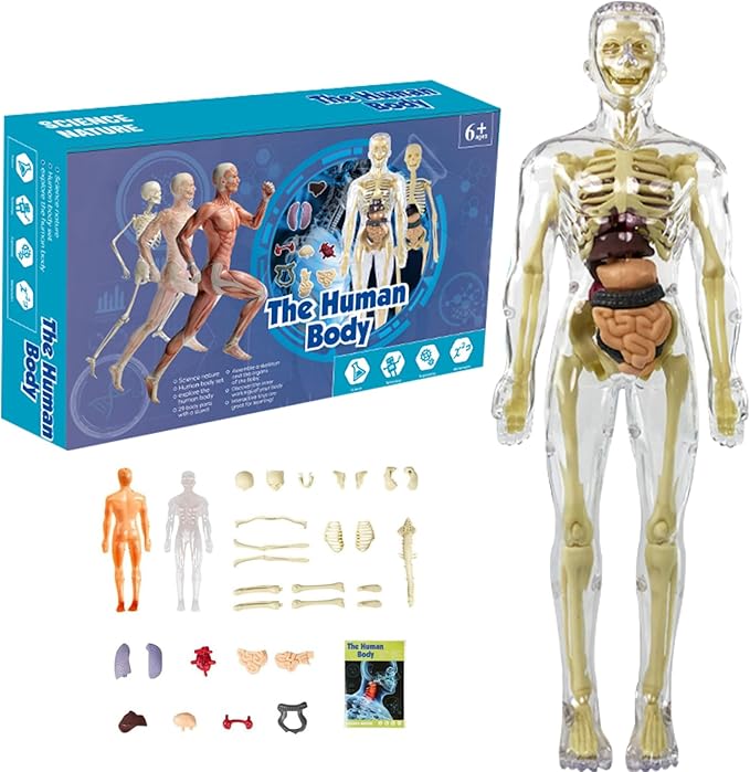 BodyQuest® - Model edukacyjny ludzkiego ciała dla dzieci