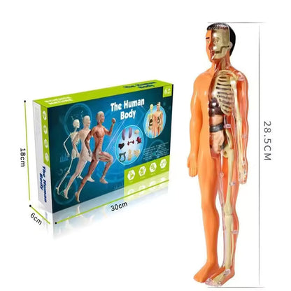BodyQuest® - Model edukacyjny ludzkiego ciała dla dzieci