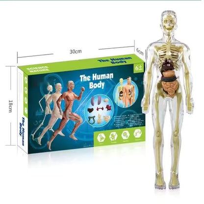 BodyQuest® - Model edukacyjny ludzkiego ciała dla dzieci
