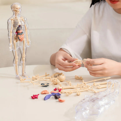 BodyQuest® - Model edukacyjny ludzkiego ciała dla dzieci